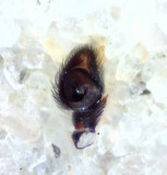 Vargslttsvgen Vstmanland 29.7-21 palp adult male