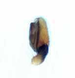 Valinge Halland 18.9-21 palp adult male