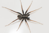 Valinge Halland 1.5-21 adult male