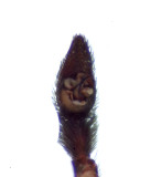 Pardosa saltans ( Lundvargspindel )