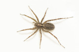Tjrby Halland 17.6-21 adult female