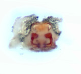Tjrby Halland 17.6-21 vulva adult female