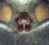 Gnaphosa lucifuga ( Alvarspindel )