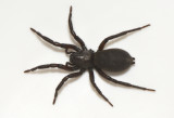 Albrunna land 16.5-21 adult female