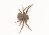 Stormaren land 17.5-21 adult male