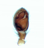 Haplodrassus cognatus ( Barkhuggspindel )
