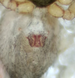 Palliduphantes pallidus ( Hlmattvvare )