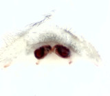 Amaurobius similis ( Husmrkerspindel )