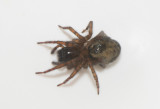 Hyltan Halland 16.10-21 adult female