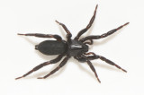 Romfartuna Vstmanland 18.5-21adult female