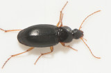 Calathus micropterus ( Skogsmarklöpare )  8,5 mm