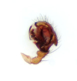 Centromerus incilium ( Hedtckvvare )