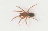 Fogeldammen Halland 27.2-22 adult male
