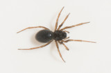 Fstningen Halland 8.3-22 adult female