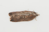Acleris cristana ( Rosenvårvecklare )