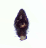 Lycosidae palpe