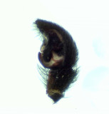 Pardosa agrestis ( Fältvargspindel )