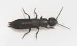 Ocypus nitens ( Rakkindad storkortvinge ) 15 mm