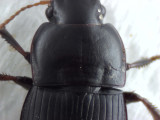 Harpalus tardus ( Grusfrölöpare )  9-10 mm