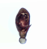 Drassyllus pusillus ( Dvärgsvartspindel )