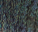 Phyllobius glaucus ( Busklövvivel ) 7 mm