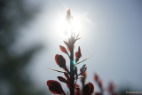 Sony-16-70mm-za-oss-test_102.JPG