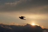 Sony-SEL1670Z-dove-sunset.JPG