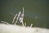 sony-fe-200-600mm-g-oss-libelula_07.JPG