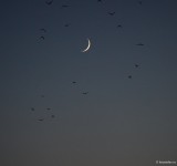 sony-fe-200-600mm-g-oss-moon-luna_03.JPG