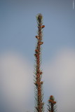 sony-fe-200-600mm-review_04.JPG