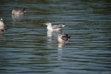 sony-fe-200-600mm-review_127.JPG