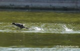 sony-fe-200-600mm-review_148-crop.jpg