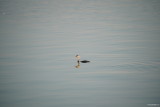 sony-fe-200-600mm-review_40.JPG