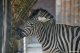 gradina-zoologica-bucuresti_zebra.JPG