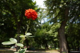 sony-e-16-55-g-f2.8-review-bokeh_02.JPG