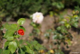 test-sony-SEL1655G-f2_8.JPG