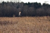 Short-eared Owl