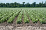 Crops in Field