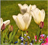 Flowers & Macro