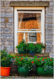 Window & Plant Pots