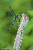 Hairy Dragonfly