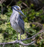 Yellow-crowned Night-Heron