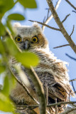 Fledgling Great Horned Owl