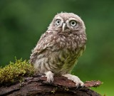 Young Little Owl