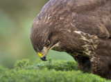 Buizerd. Kopportret