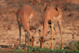 Impala - Aepyceros melampus