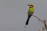 Rainbow Bee-eater - Merops ornatus