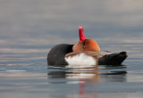 Red-crested Pochard - Netta rufina