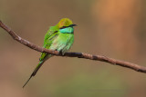 Green Bee-eater - Merops orientalis