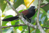 Green Coucal - Centropus chlororhynchos